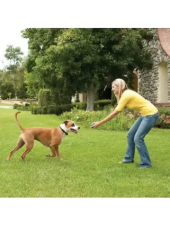 Collier Anti-fugue Chien Stay And Play Petsafe (15 à 58cm) -Le Monde des Chiens collier anti fugue chien stay and play petsafe 15 a 58cm 2