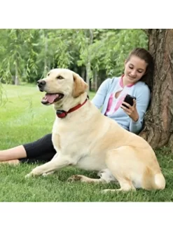 Collier Anti-fugue Chien Stay And Play Petsafe (15 à 71cm) -Le Monde des Chiens collier anti fugue chien stay and play petsafe 15 a 71cm 2