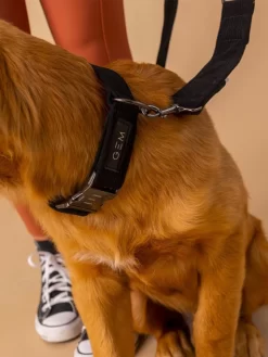 Collier En Velours Cotelé GEM -Le Monde des Chiens collier en velours cotele gem sellerie chien 3