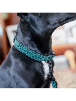 Collier Pour Chien Léopard Kentucky -Le Monde des Chiens collier pour chien leopard kentucky 4