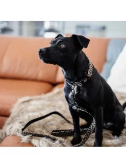 Collier Pour Chien Léopard Kentucky -Le Monde des Chiens collier pour chien leopard kentucky 7