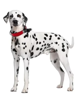 Eyenimal Dog Videocam