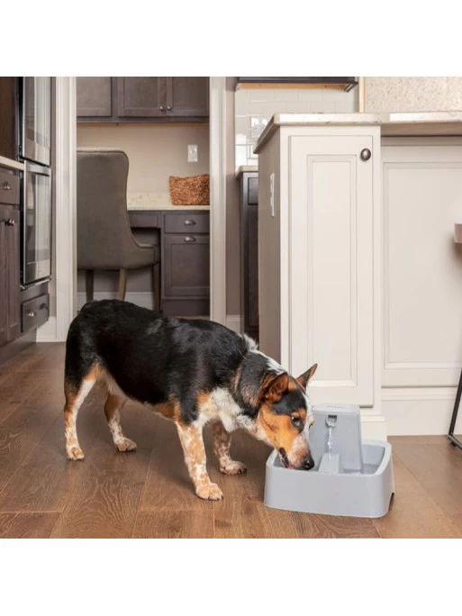 Fontaine 3.7L Drinkwell Petsafe 1 Fontaine 3.7L Drinkwell Petsafe