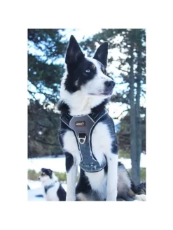 Harnais Style I-Dog -Le Monde des Chiens harnais style i dog 3