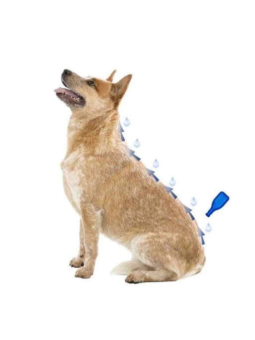 BEAPHAR Pipettes Antiparasitaires Diméthicare Chien Béaphar 1 BEAPHAR Pipettes Antiparasitaires Diméthicare Chien Béaphar